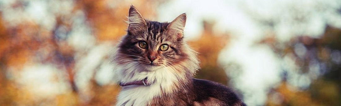 У них же лапки! Коты, которые изменили жизнь хозяев