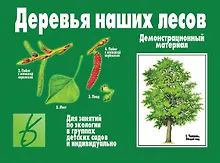 Купить Деревья наших лесов. Демонстрационный материал для занятий по экологии в группах детских садов и индивидуально — Фото №1