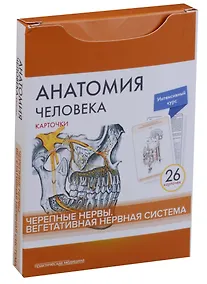 Купить Анатомия человека. Черепные нервы. Вегетативная нервная система (26 карточек) — Фото №1