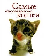 Купить Самые очаровательные кошки — Фото №1