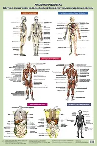 Купить Анатомия человека. Костная, мышечная, кровеносная системы и внутренние органы — Фото №1