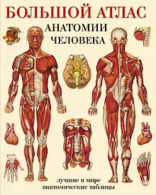 Купить Большой атлас  анатомии человека — Фото №1