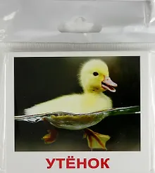 Купить Домашние животные и детёныши. Комплект мини-карточек — Фото №1