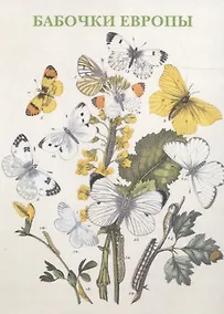 Купить Бабочки Европы Набор открыток (упаковка) — Фото №1
