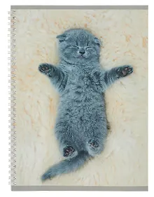 Купить Тетрадь в линейку Listoff, "Котенок", А4, 60 листов — Фото №1