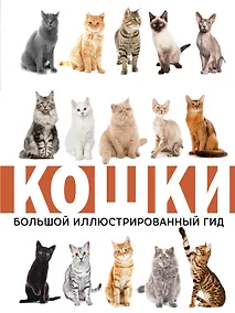 Купить Кошки — Фото №1