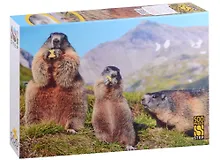 Купить Пазл "Альпийские сурки", 500 деталей — Фото №1