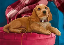 Купить Набор для творчества. Холст с красками по номерам "Очаровательный песик", 17 х 22 см, 14 цветов, Рыжий кот — Фото №1