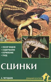 Купить Аквар.Сцинки — Фото №1
