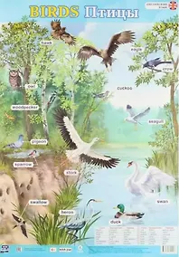 Купить Учебный плакат. Английский язык. Birds. Птицы (Формат А2) — Фото №1