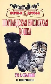 Купить Шотландская вислоухая кошка. Ум и обаяние — Фото №1