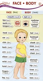 Купить Карточка-шпаргалка. Face-Body (Лицо-Тело) (110х205 мм) — Фото №1