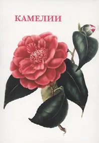Купить Камелии. Набор открыток — Фото №1