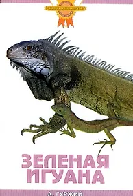 Купить Зеленая игуана — Фото №1