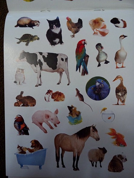 Домашние любимцы - фото 5