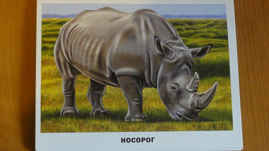 Животные Африки - фото 2