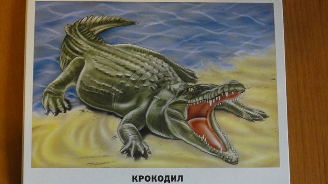 Животные Африки - фото 3