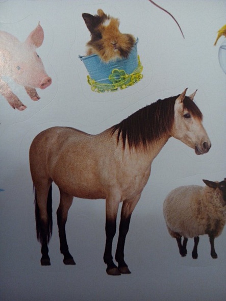 Домашние любимцы - фото 10