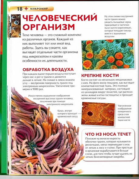 Микромир - фото 9