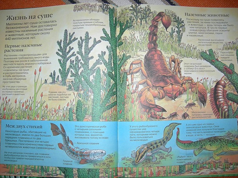 Детская энциклопедия динозавров - фото 5