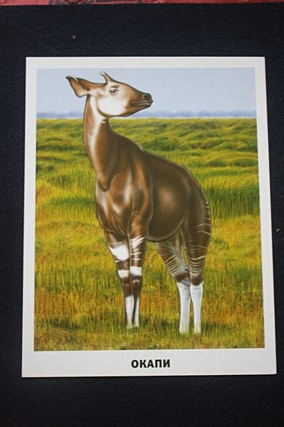 Животные Африки - фото 12