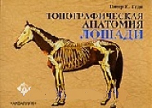 Топографическая анатомия лошади - фото 1