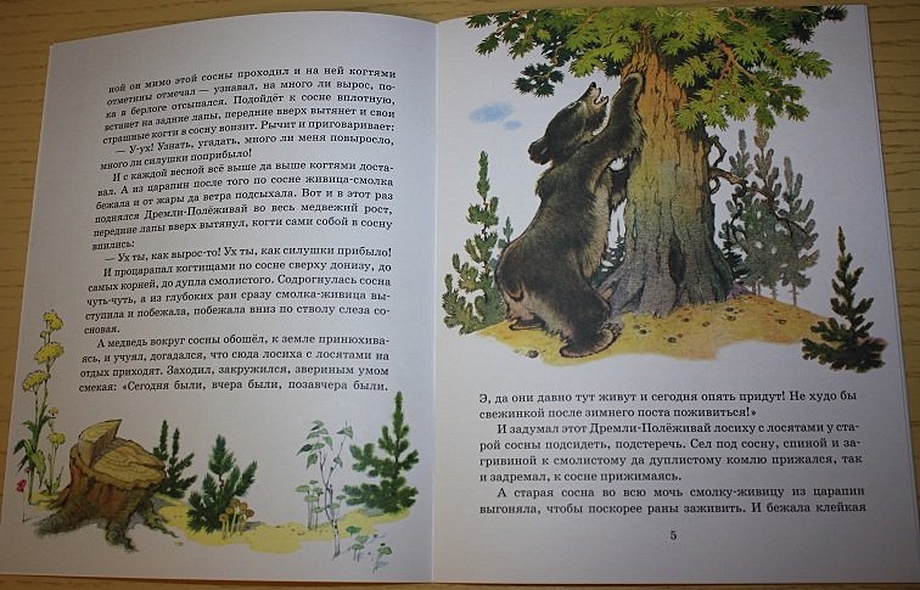 Как сосна лосяток спасала - фото 5