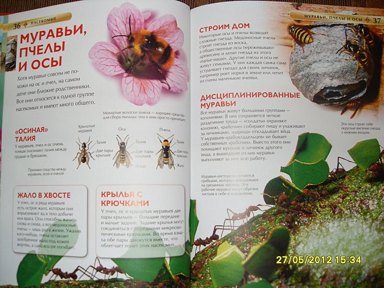 Насекомые. - фото 12