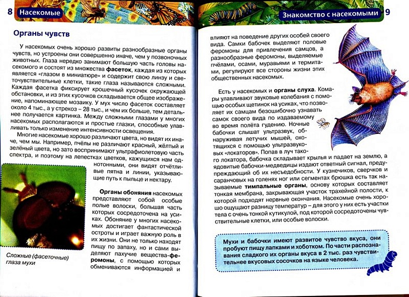 Насекомые / Науч.-поп. изд. - фото 6