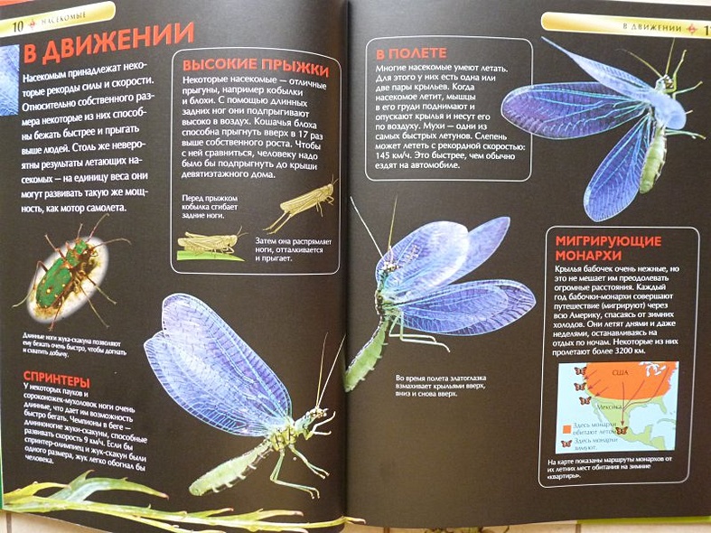 Насекомые. - фото 15