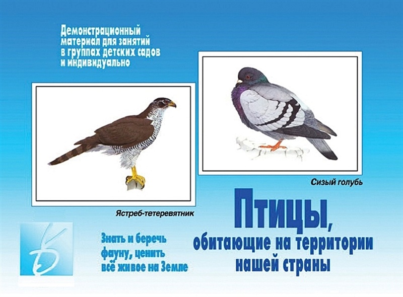 Птицы, обитающие на территории нашей страны. Демонстрационный материал для занятий в группах детских садов и индивидуально - фото 1