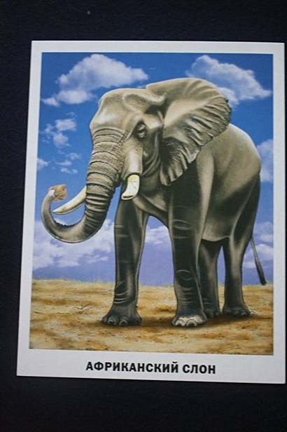 Животные Африки - фото 11