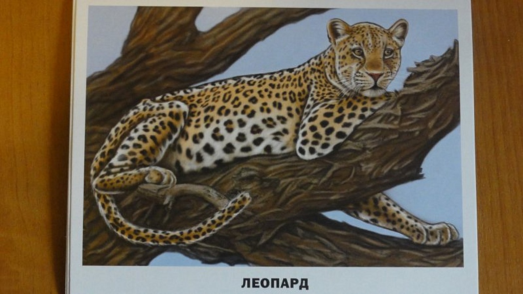 Животные Африки - фото 5