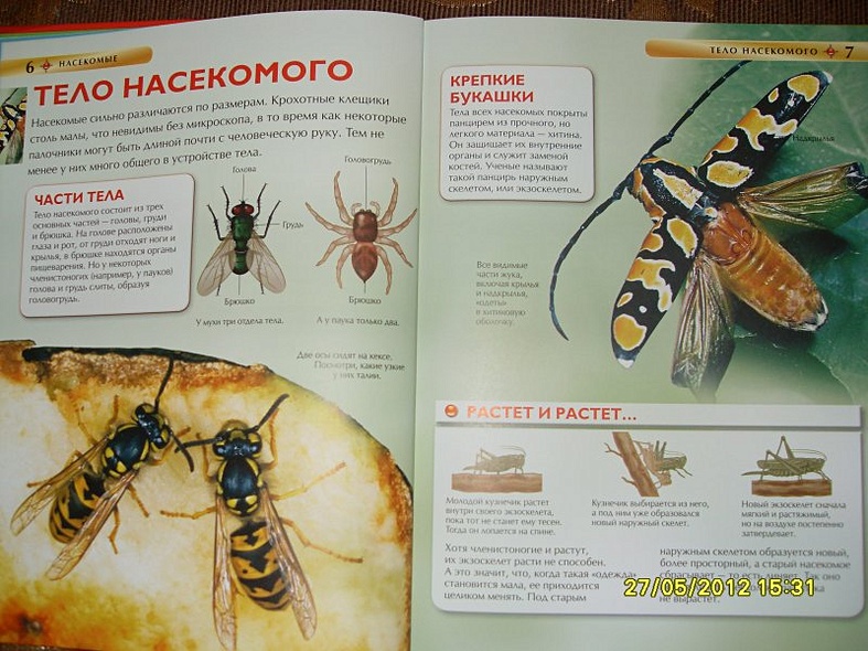 Насекомые. - фото 4