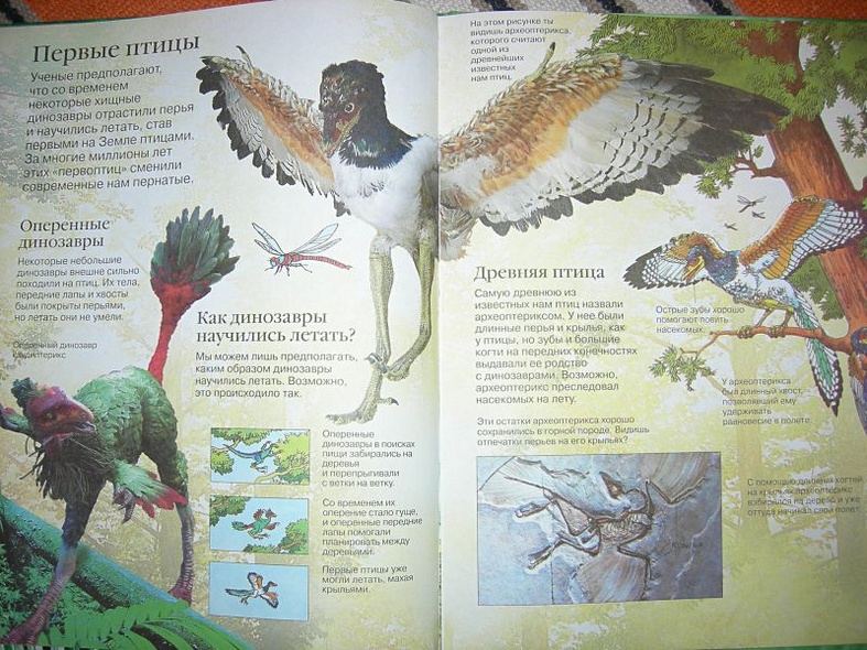 Детская энциклопедия динозавров - фото 11