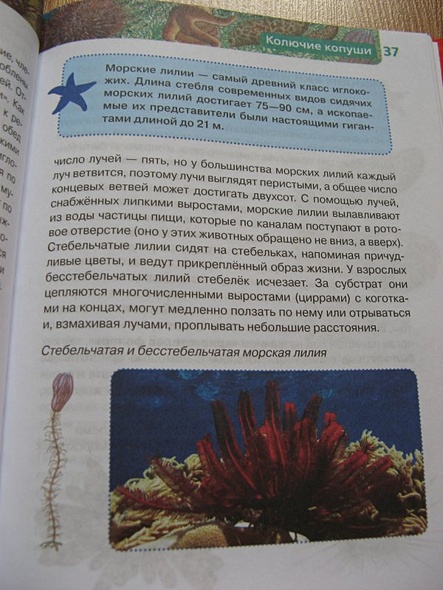 Подводный мир - фото 10