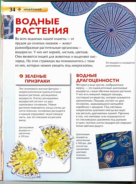 Микромир - фото 12