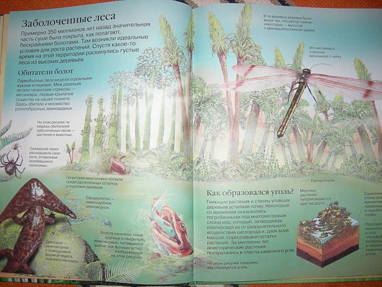 Детская энциклопедия динозавров - фото 6