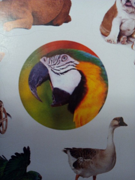 Домашние любимцы - фото 12