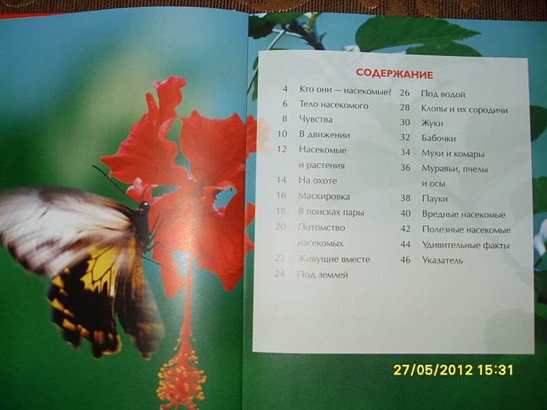 Насекомые. - фото 2