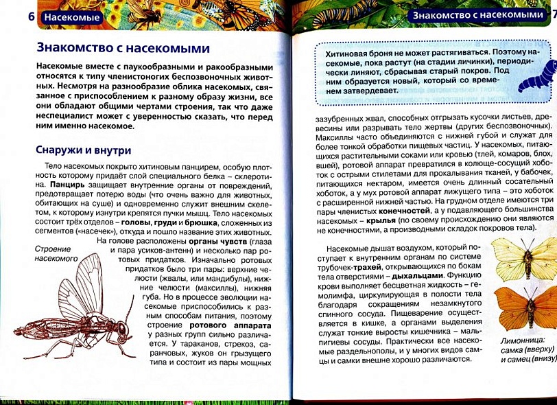 Насекомые / Науч.-поп. изд. - фото 5