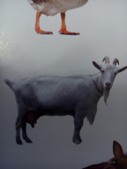 Домашние любимцы - фото 8