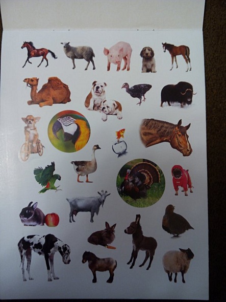 Домашние любимцы - фото 3