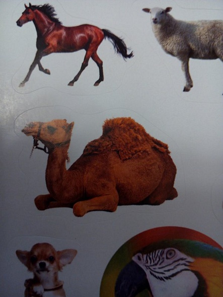 Домашние любимцы - фото 9