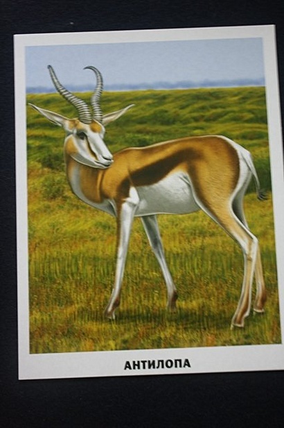 Животные Африки - фото 15