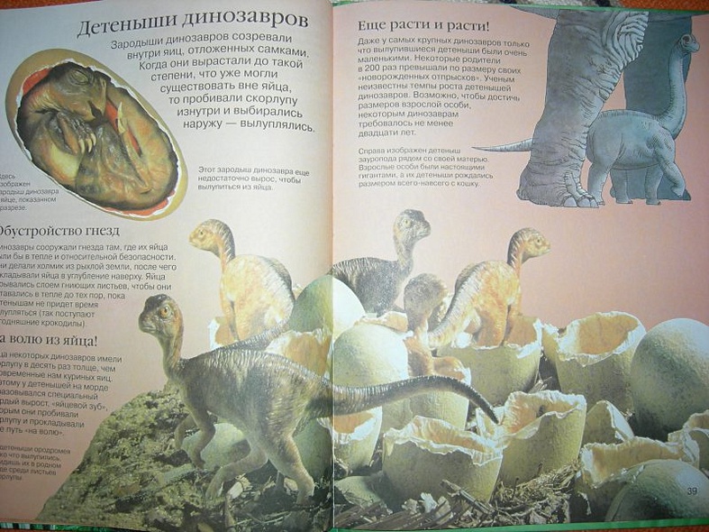Детская энциклопедия динозавров - фото 15