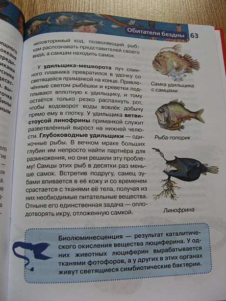 Подводный мир - фото 14