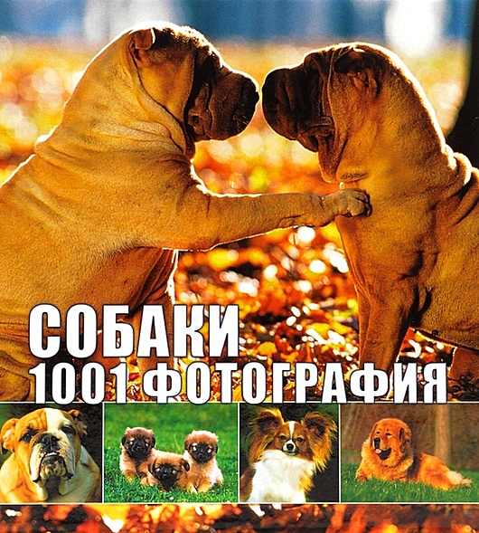Собаки. 1001 фотография - фото 1