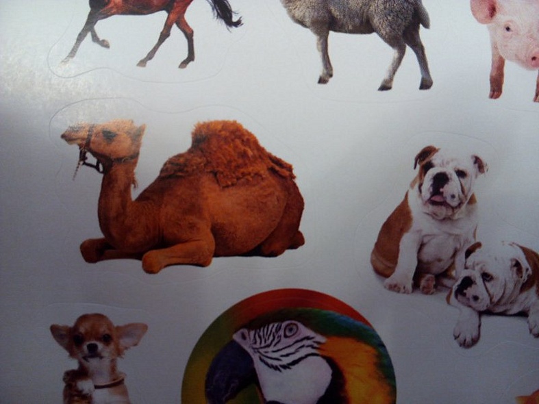 Домашние любимцы - фото 11