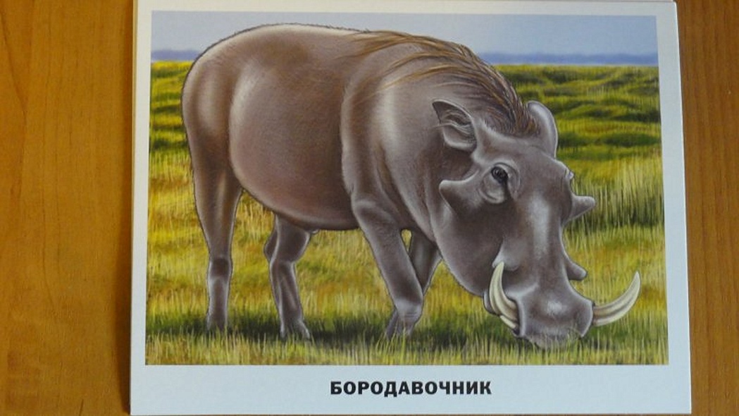 Животные Африки - фото 7